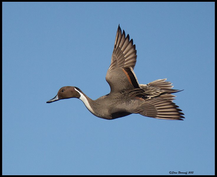 _5SB7736 northern pintail.jpg
